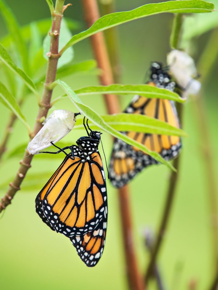 orange and black butterfly meaning