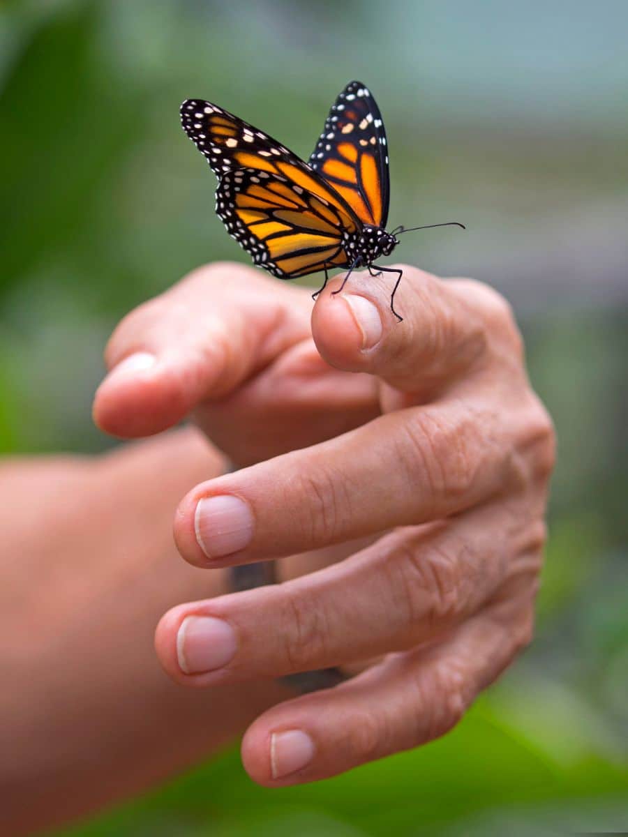 orange and black butterfly spiritual meaning