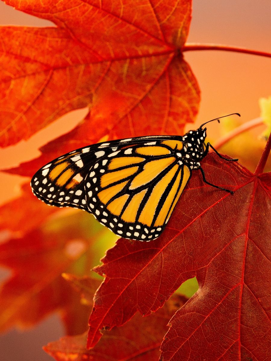 orange black butterfly meaning