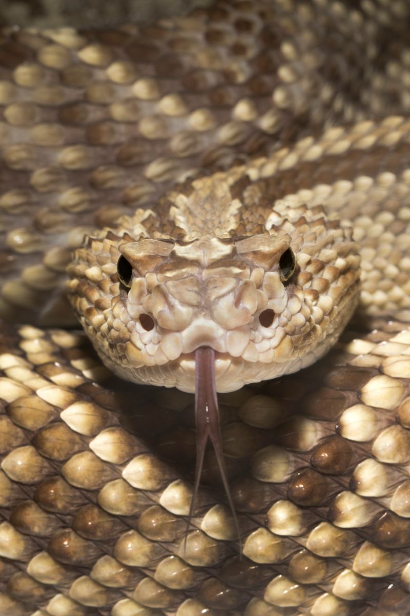 rattlesnake symbolism