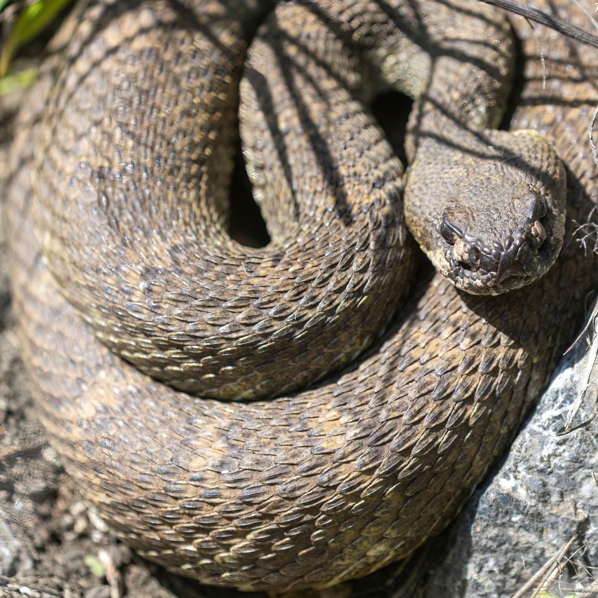 rattlesnake totem