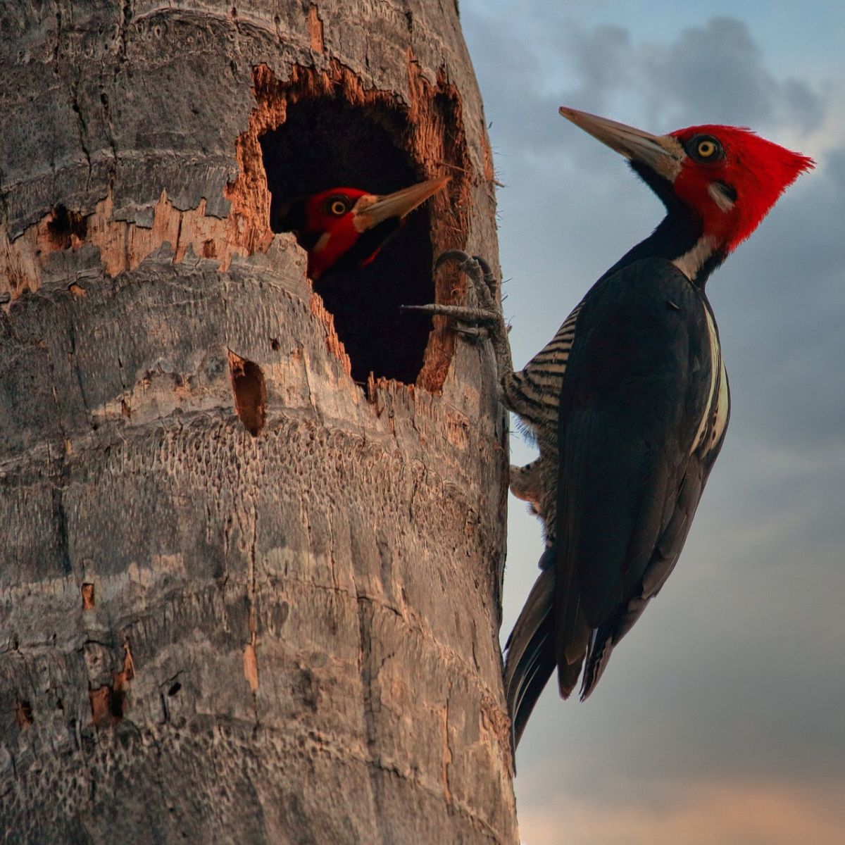 red bellied woodpecker spiritual meaning