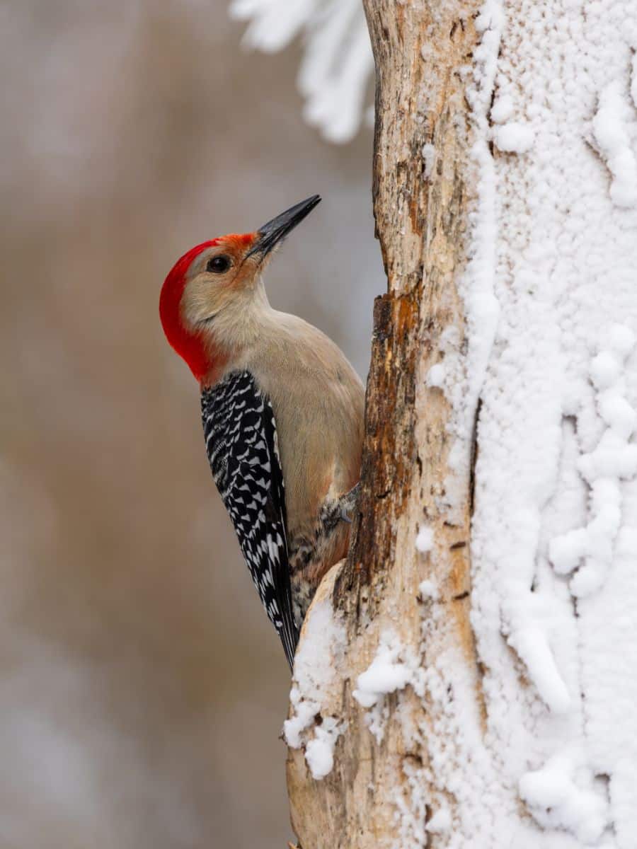 red headed woodpecker meaning