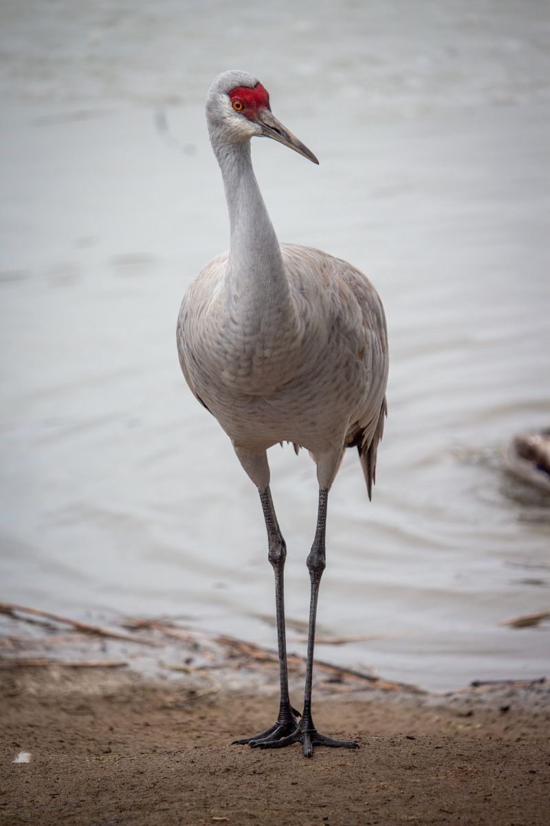 seeing a white crane meaning