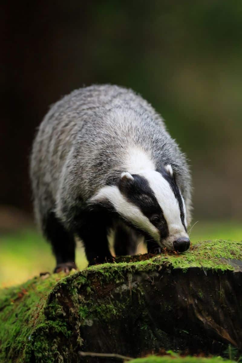 skunk crossing path meaning