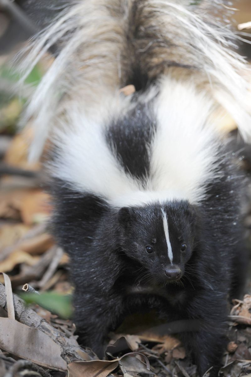 skunk sighting meaning