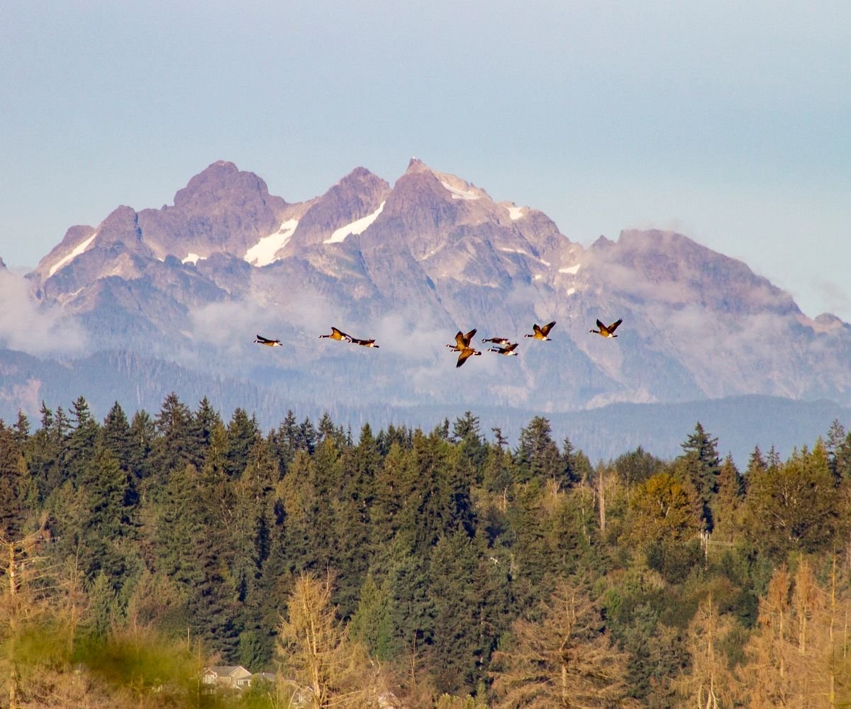 snow goose spiritual meaning