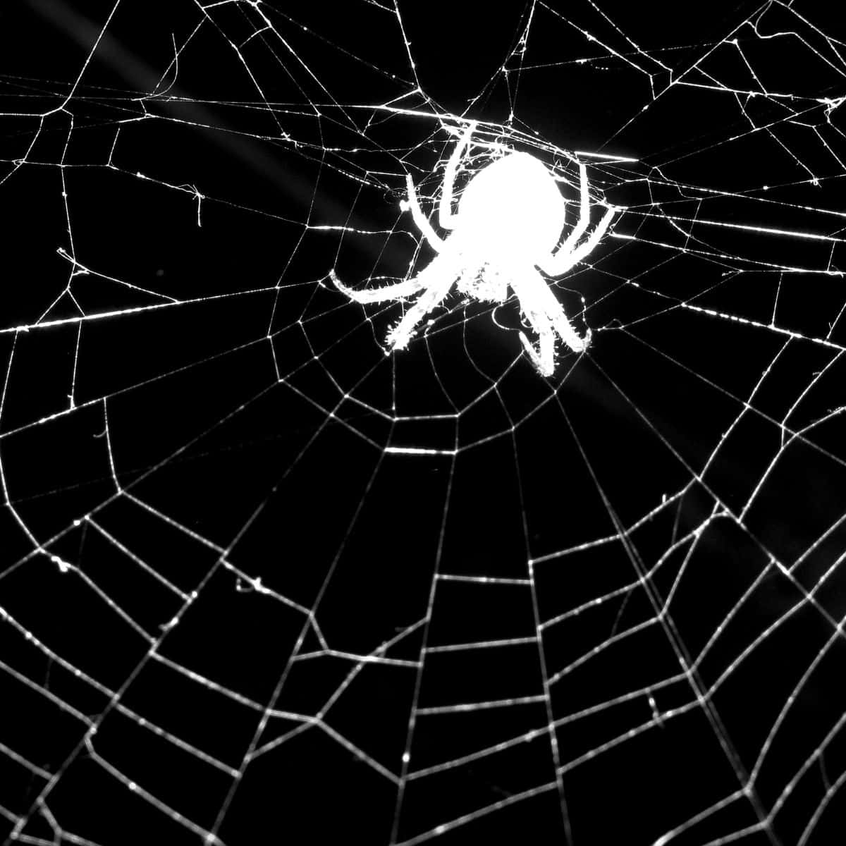 spider web spiritual meaning