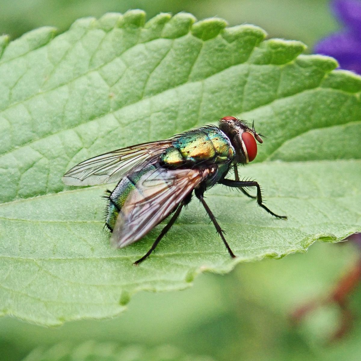 spiritual meaning of a fly landing on you