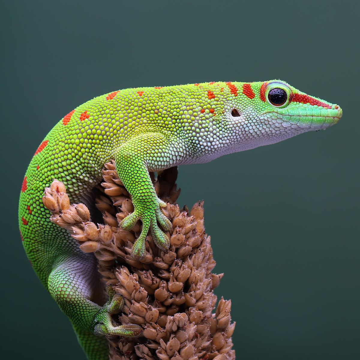 spiritual meaning of gecko