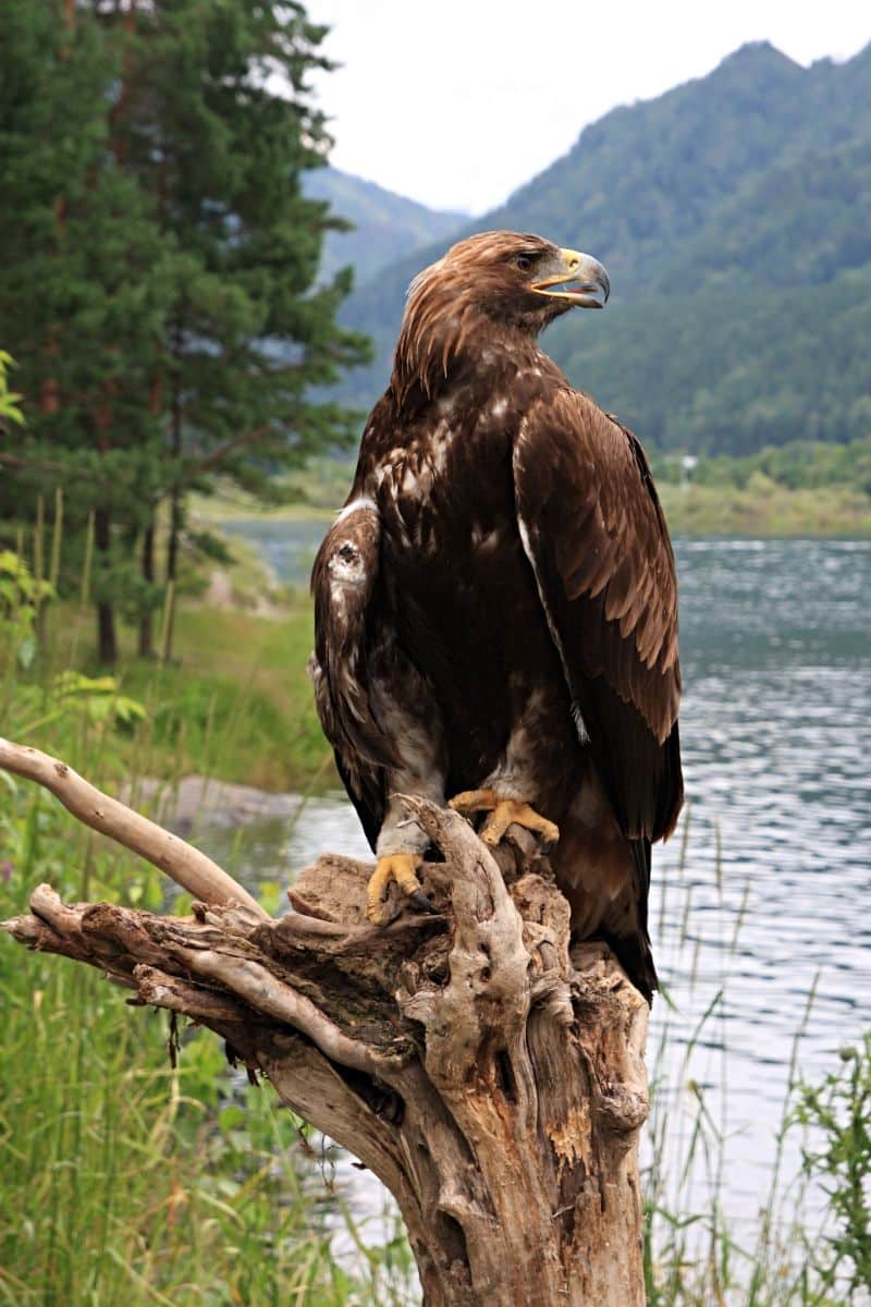 spiritual meaning of golden eagle