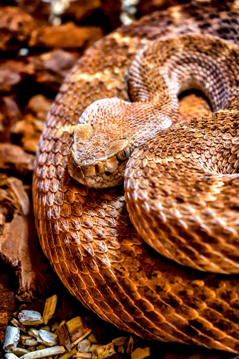 spiritual meaning of rattlesnake in dream