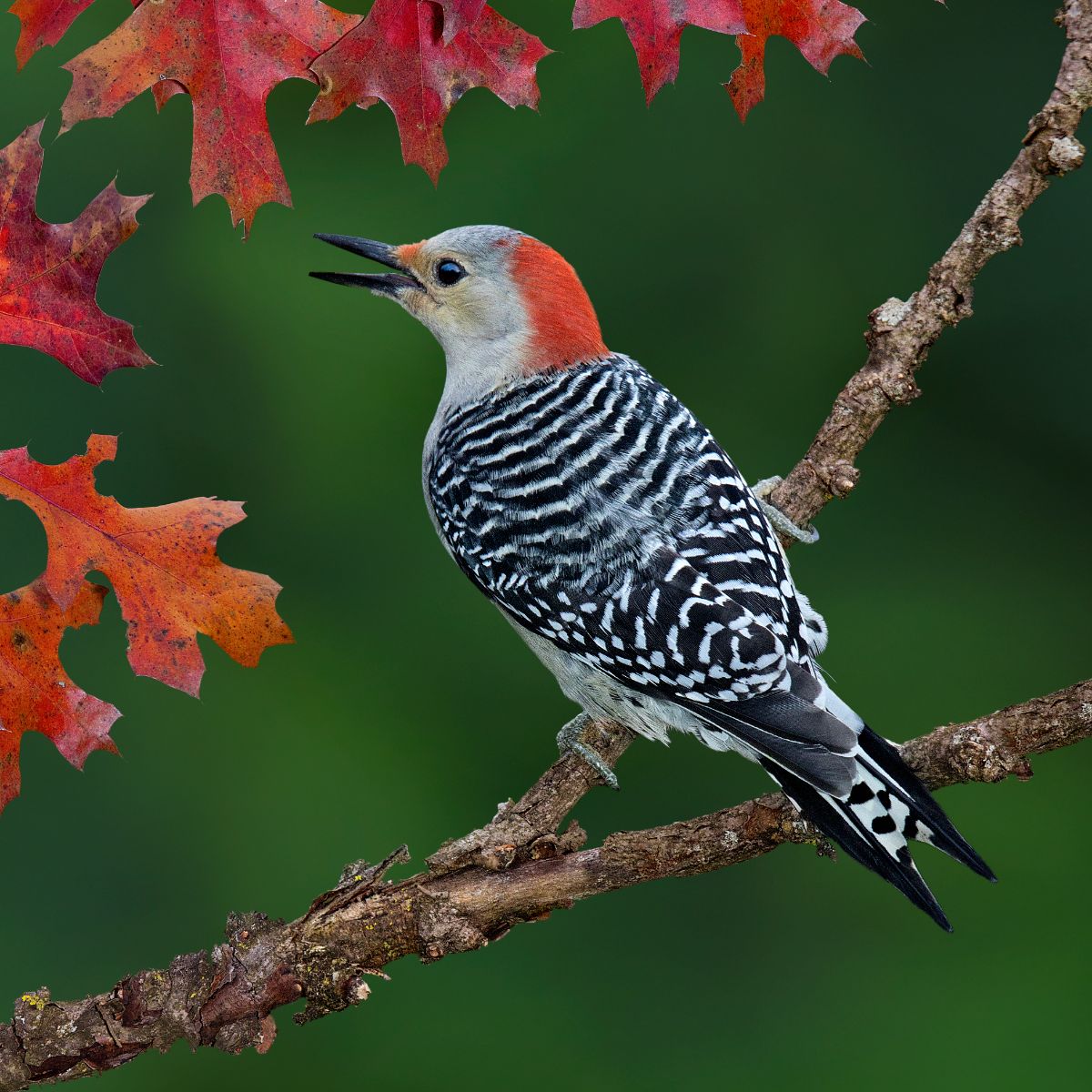 spiritual meaning of red headed woodpecker