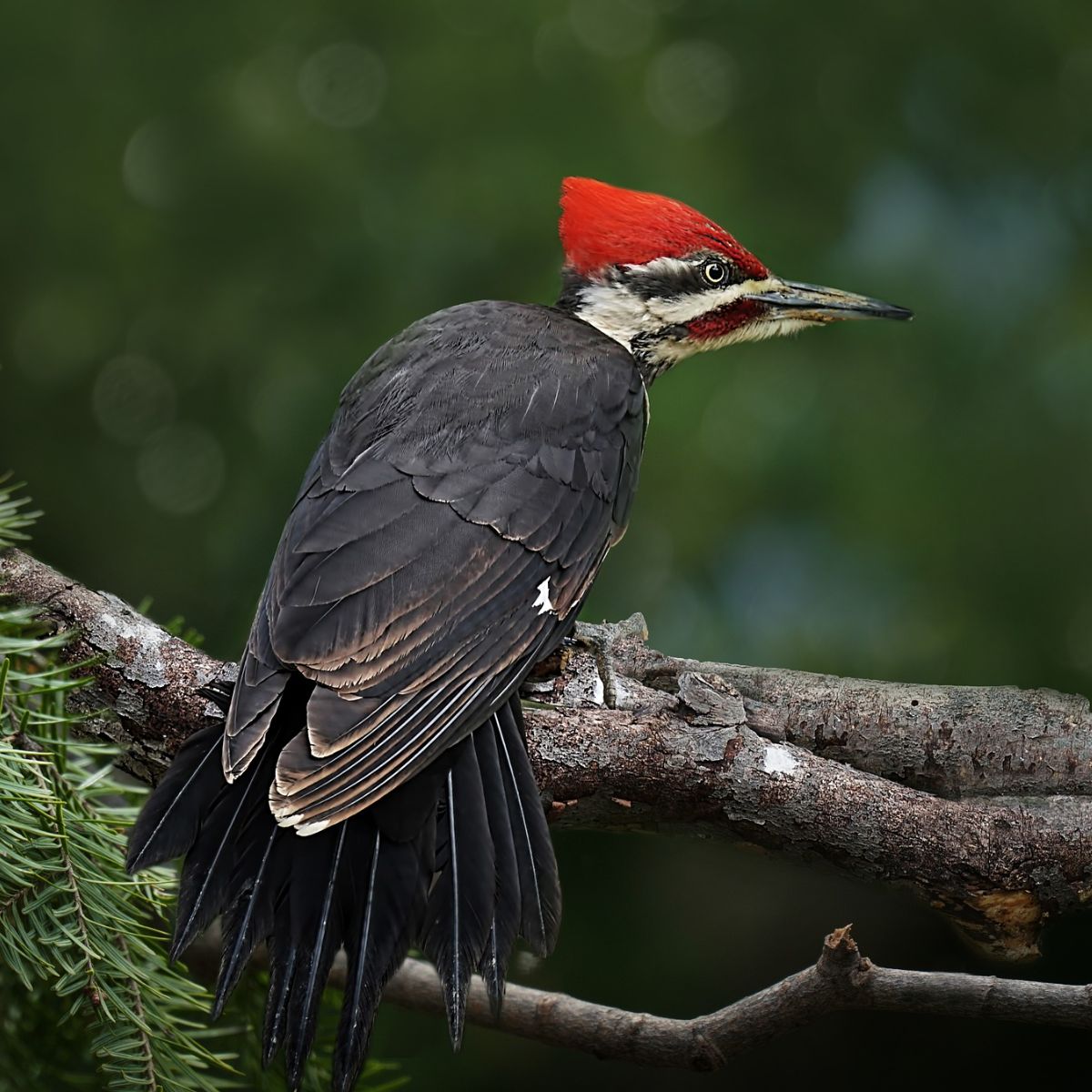 spiritual meaning of seeing a red-headed woodpecker