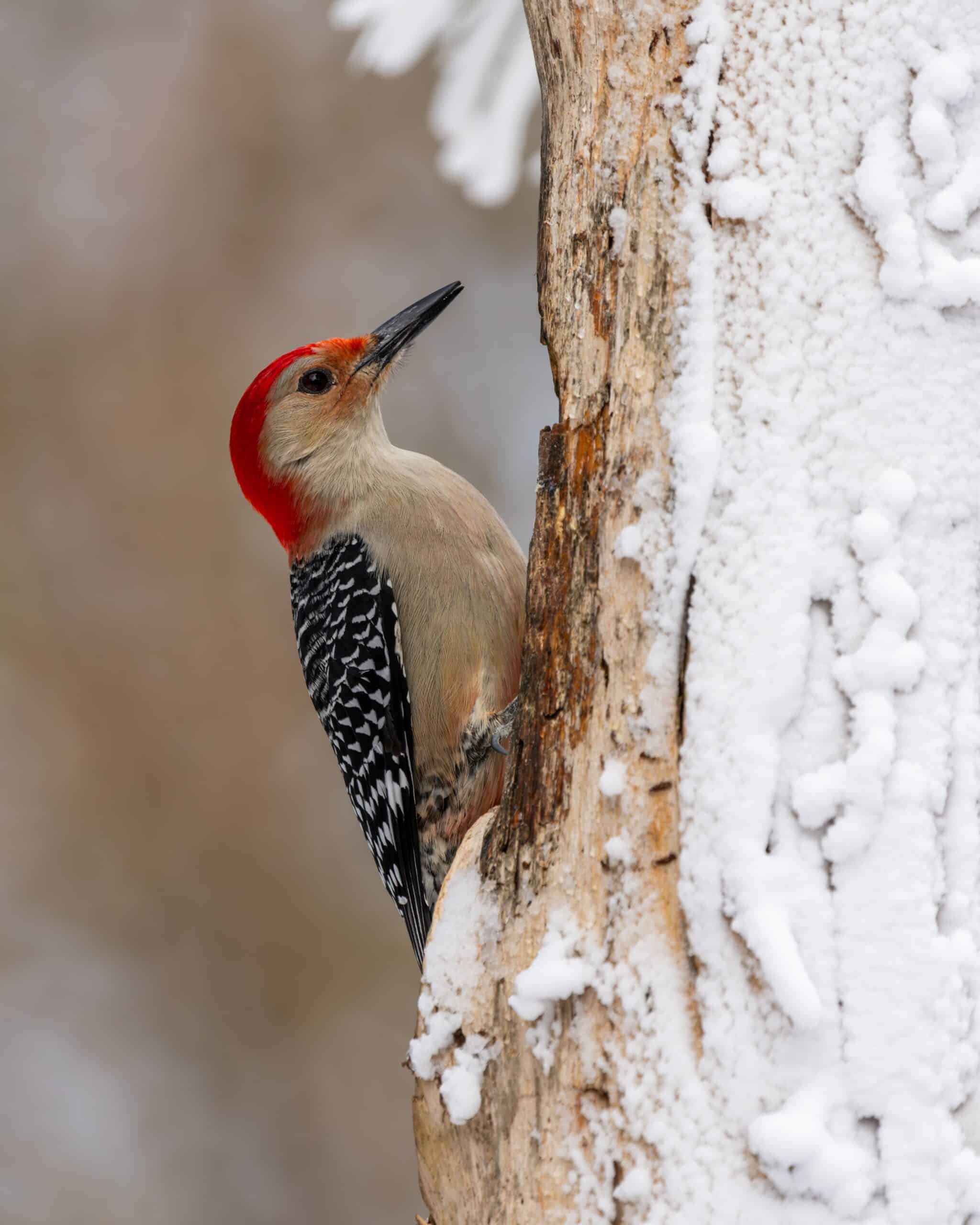 spiritual meaning of woodpecker