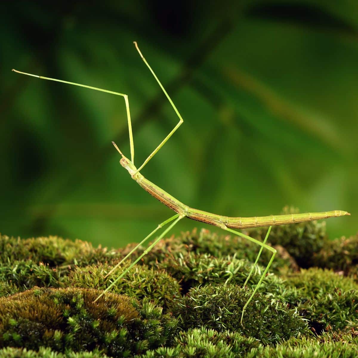 stick bug symbolism