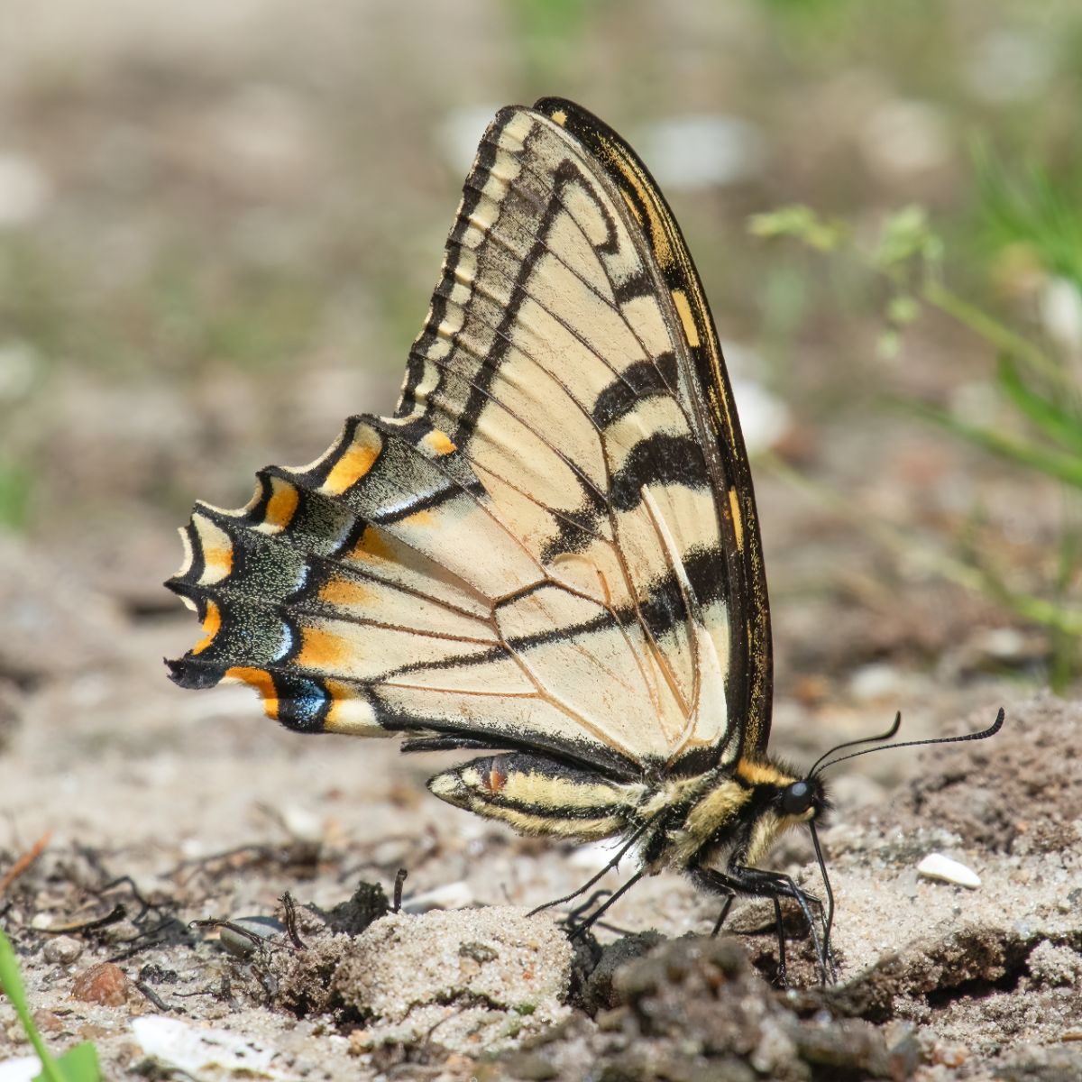 swallowtail butterfly meaning