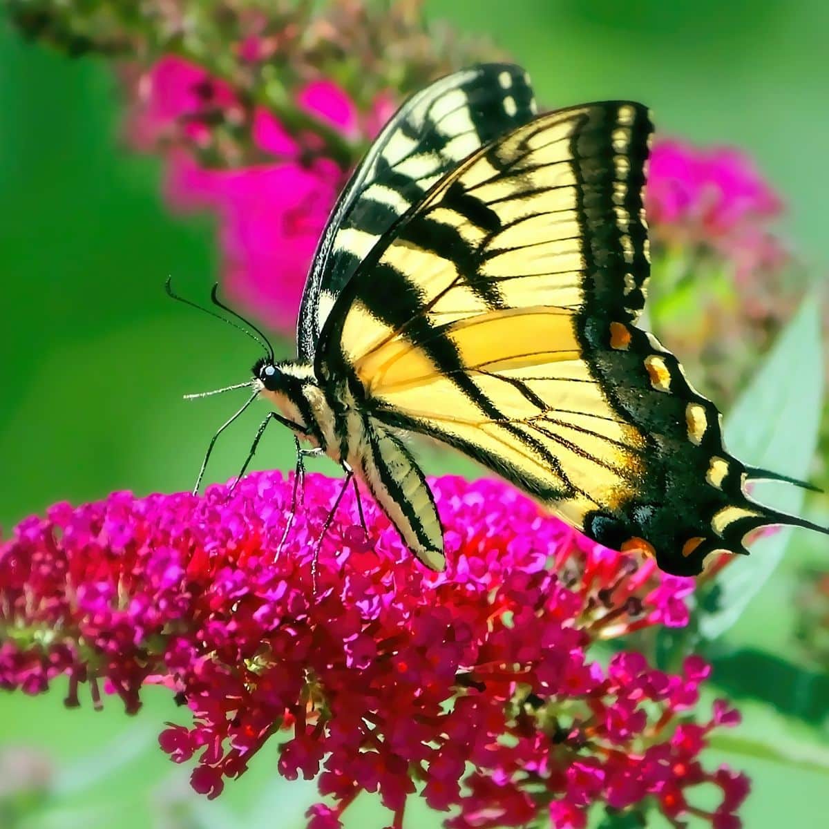 swallowtail butterfly symbolism