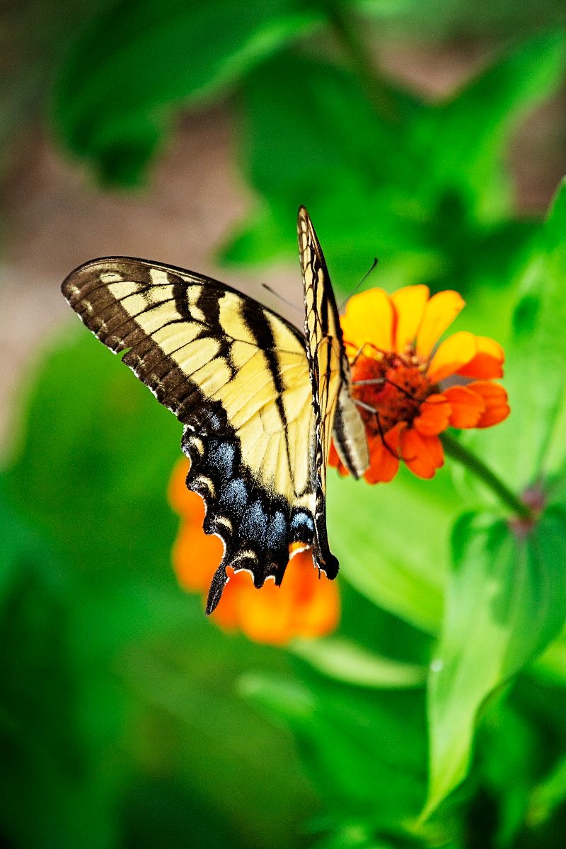 tiger butterfly meaning