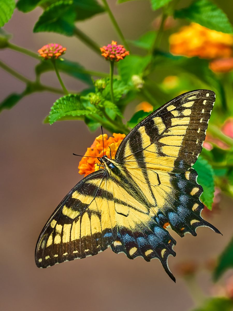 tiger swallowtail butterfly meaning