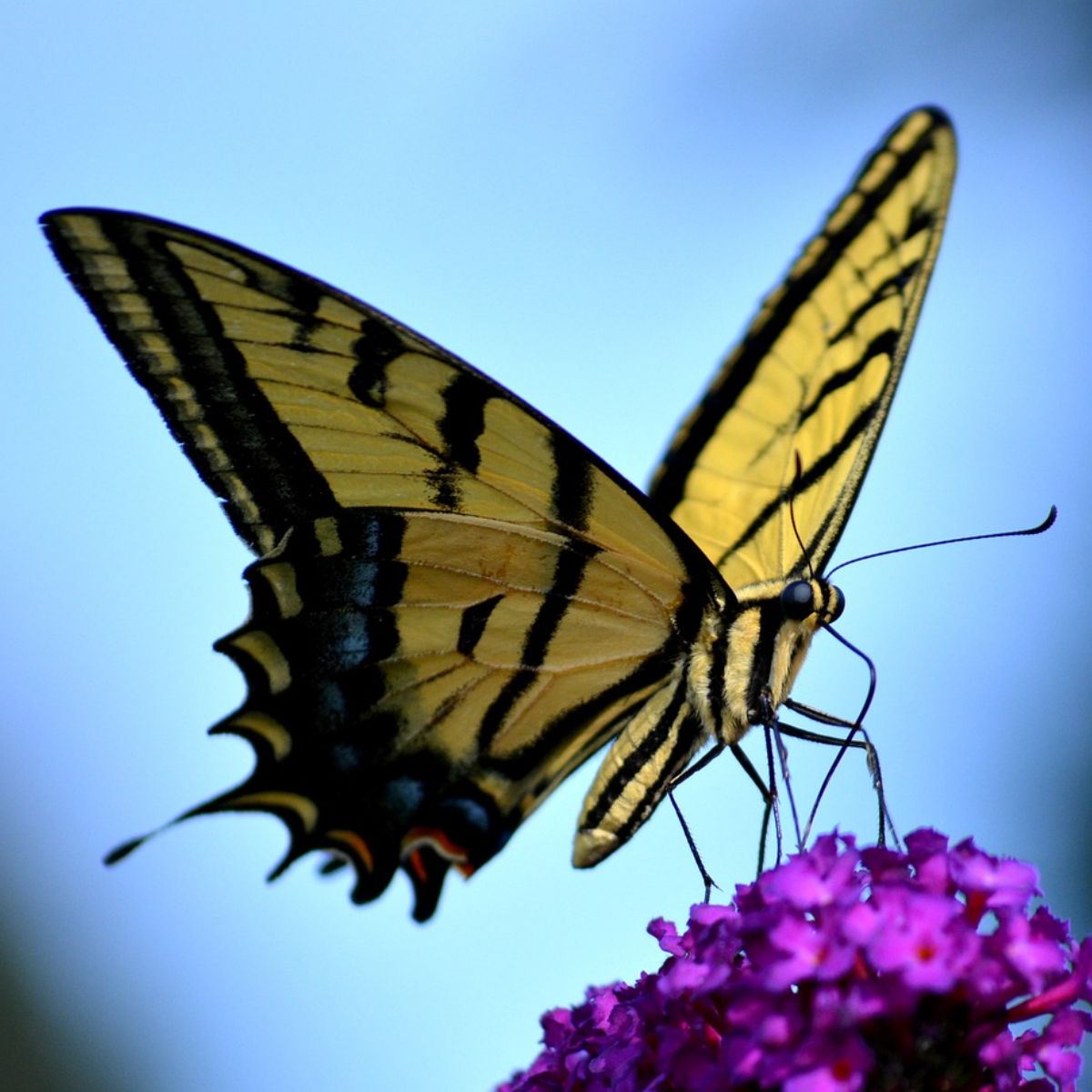 tiger swallowtail meaning