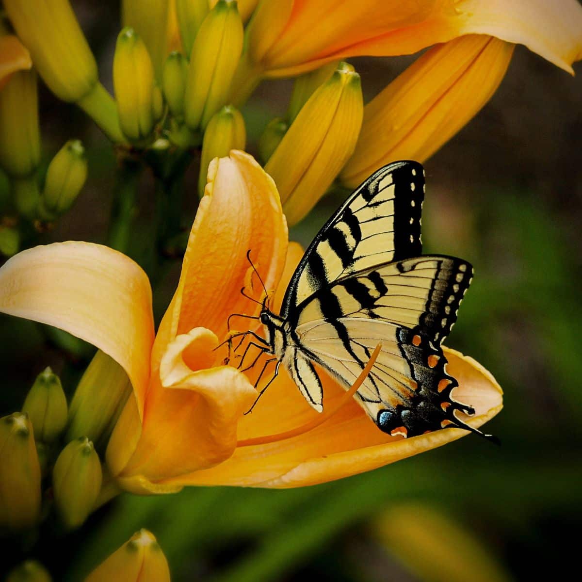 tiger swallowtail spiritual meaning