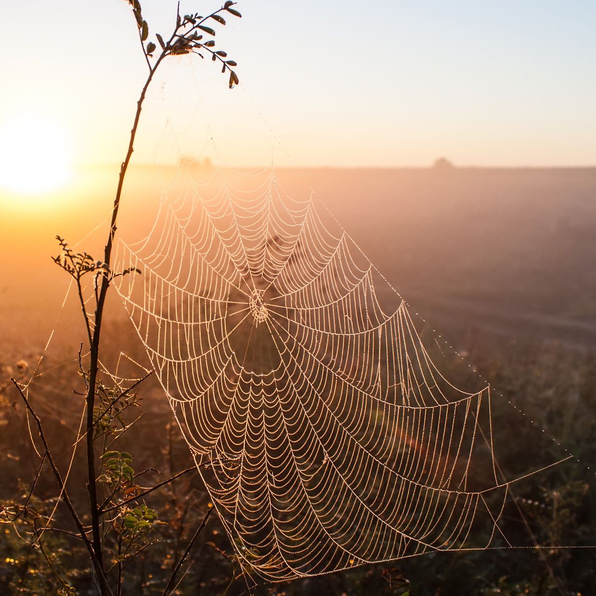 walking into a spider web meaning