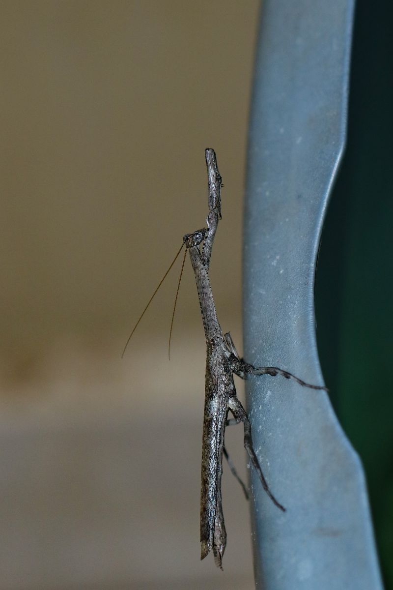 walking stick spiritual meaning