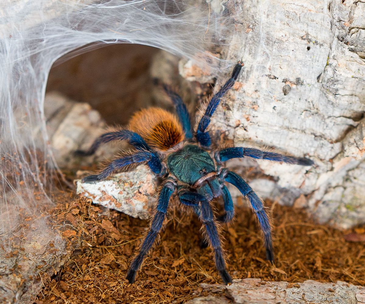 walking through spider webs meaning