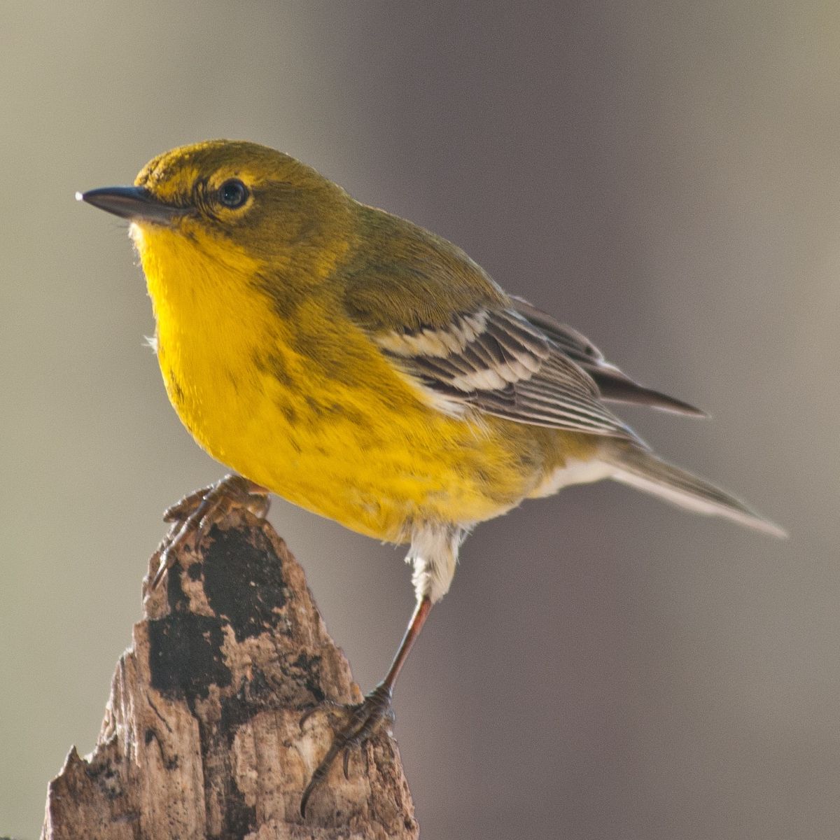 warbler bird spiritual meaning