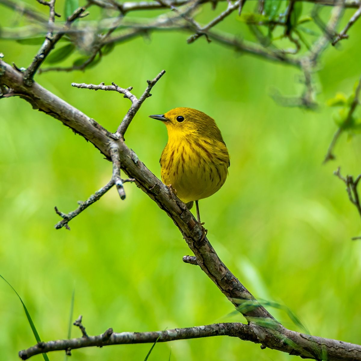 warbler meaning