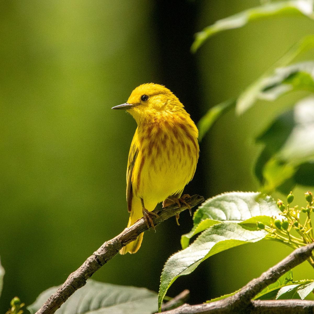 warbler spiritual meaning