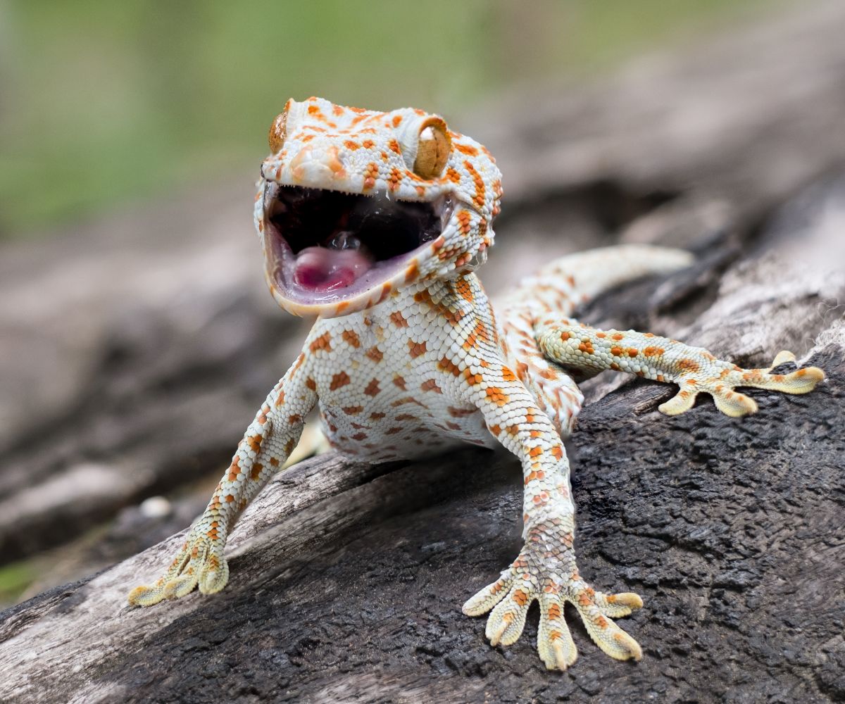 what do geckos symbolize