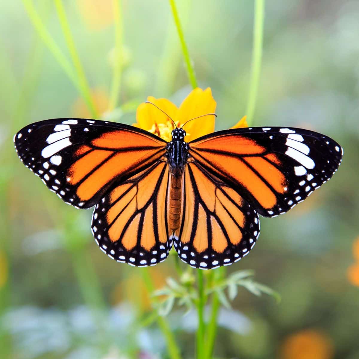 what does a black and orange butterfly mean