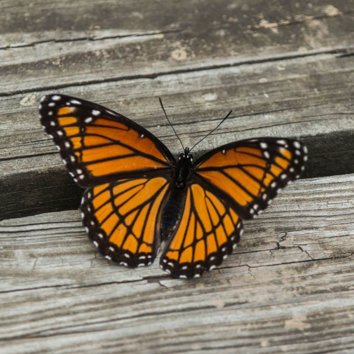 what does a orange and black butterfly mean