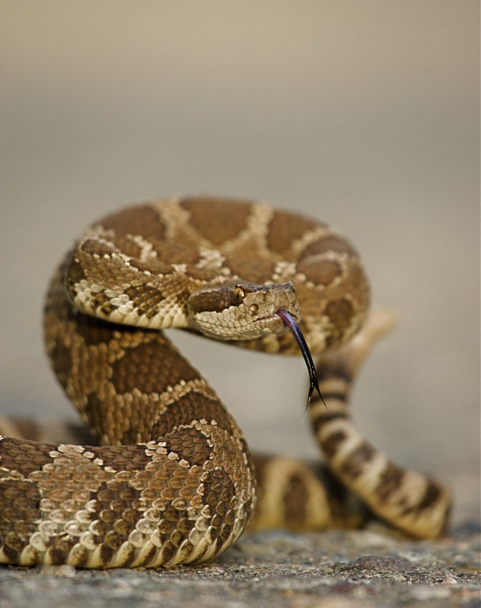 what does a rattlesnake symbolize