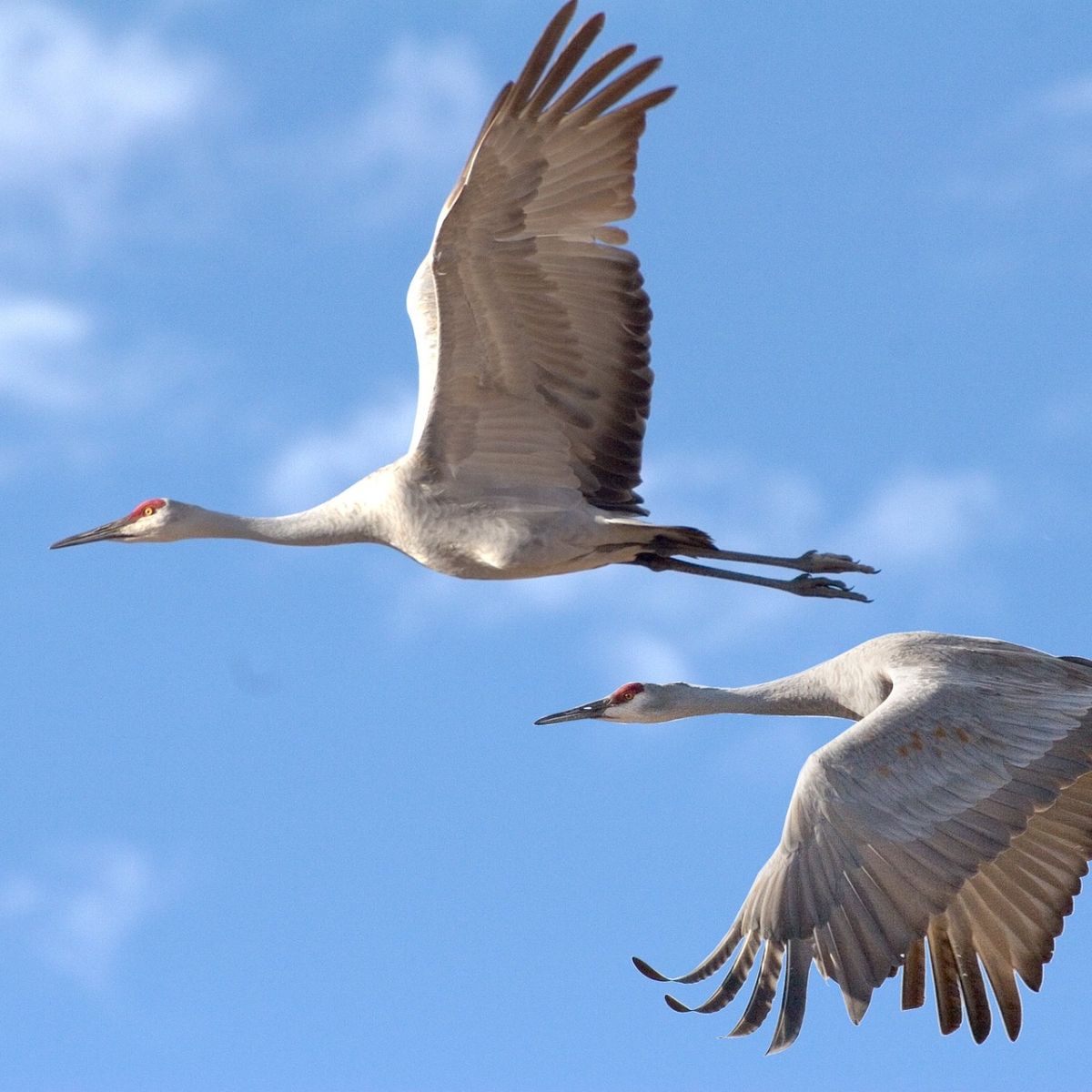 what does a white crane mean