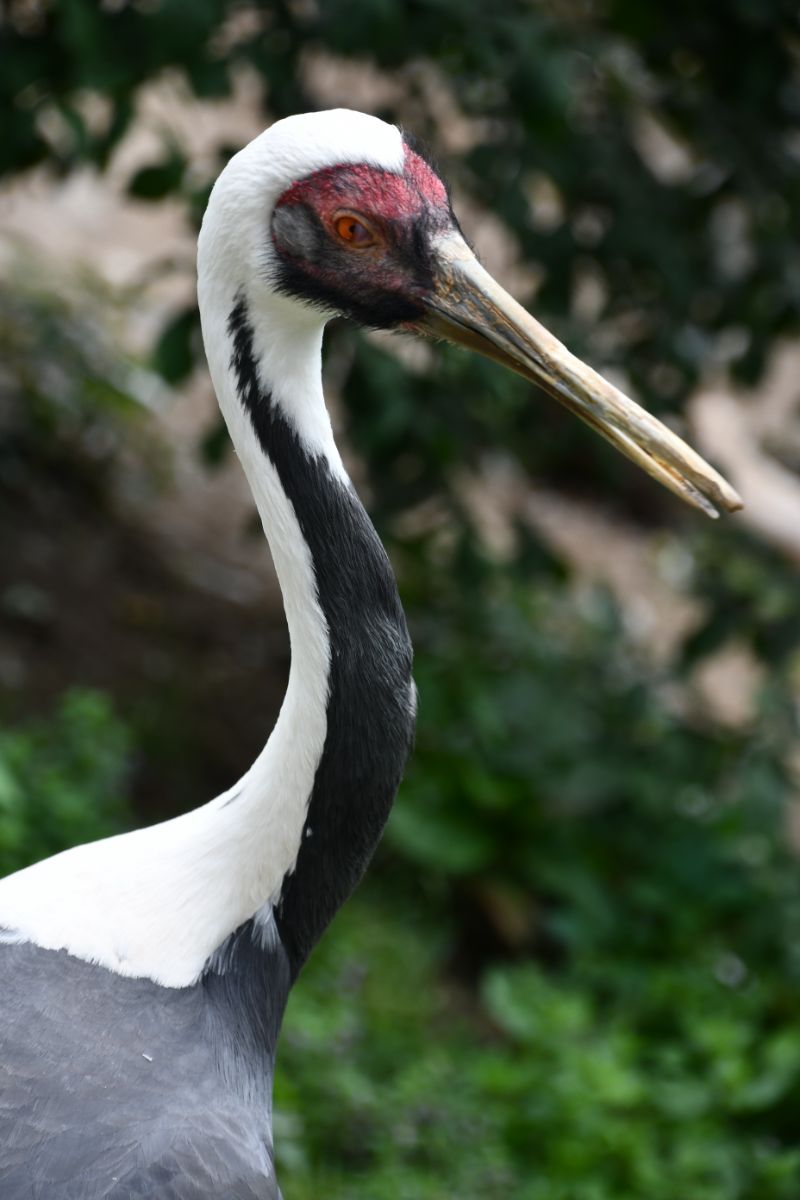 what does a white crane symbolize