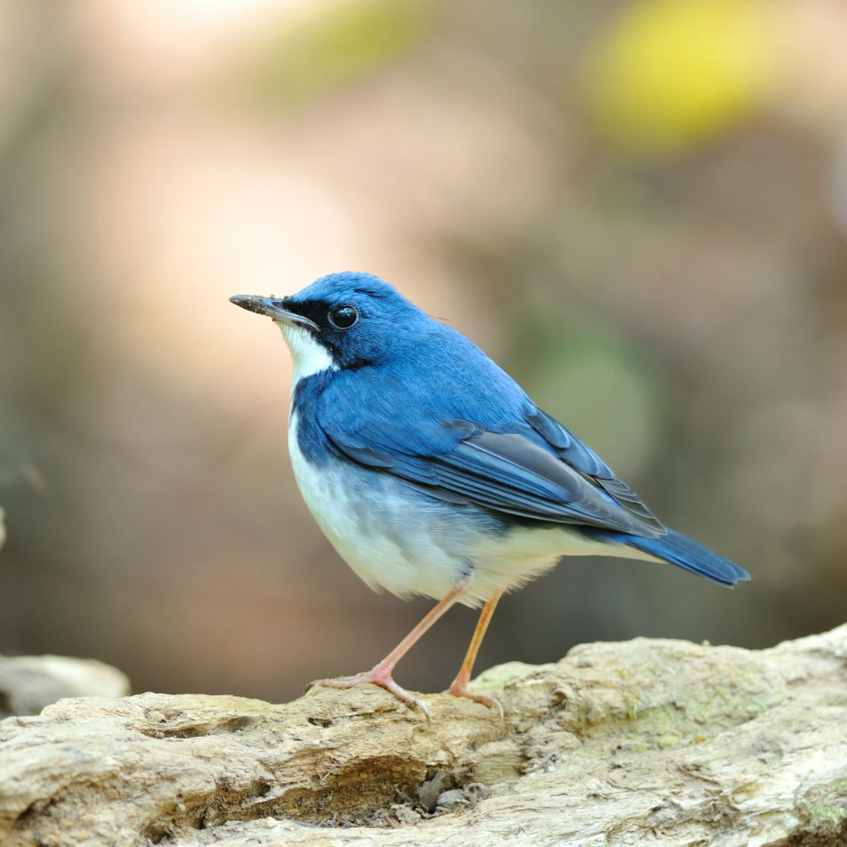 what does it mean spiritually when you see a bluebird