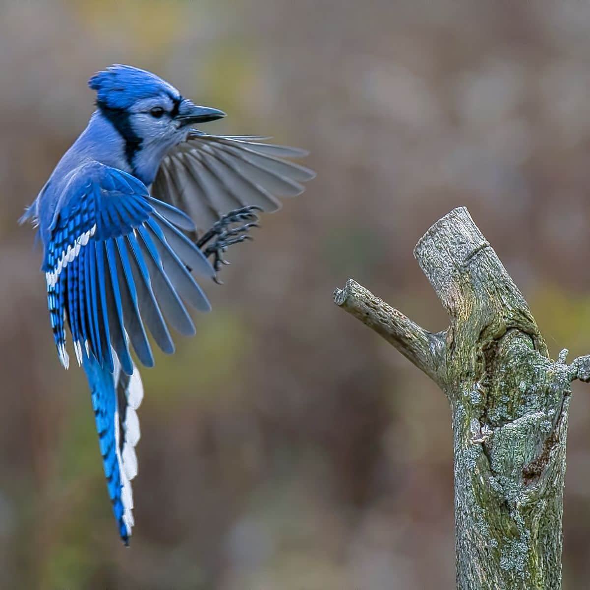 what does it mean to see a blue bird