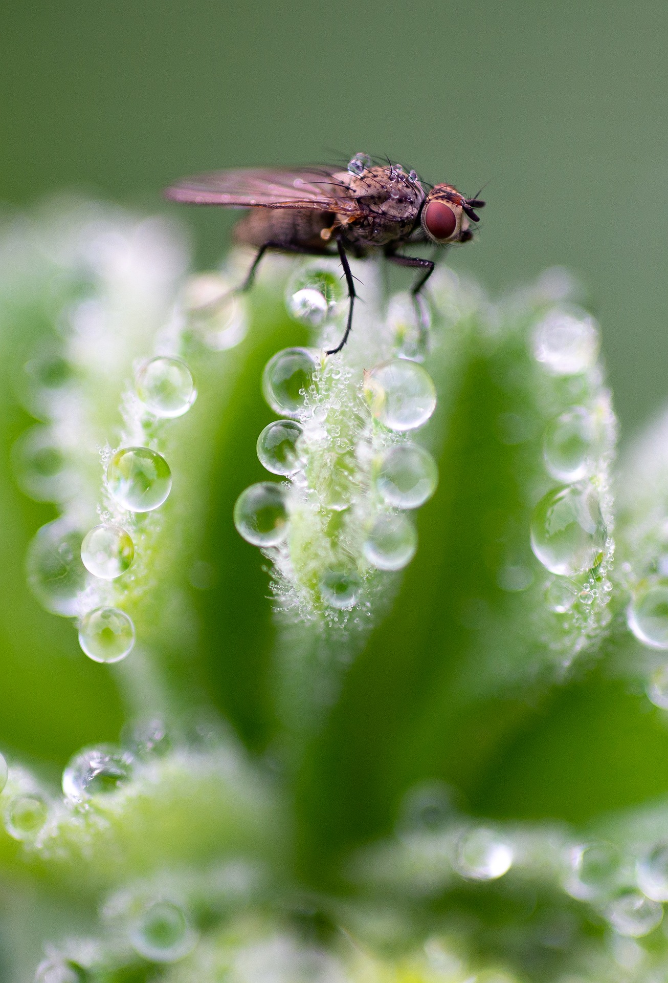 what does it mean when a fly lands on you and stays