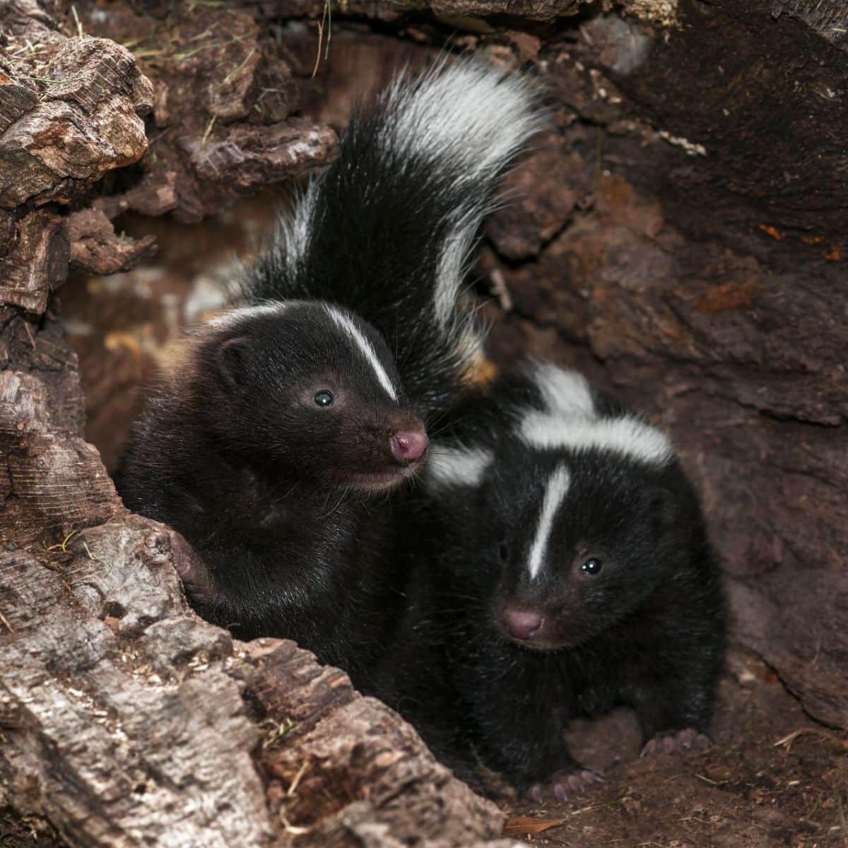 what does it mean when a skunk crosses your path