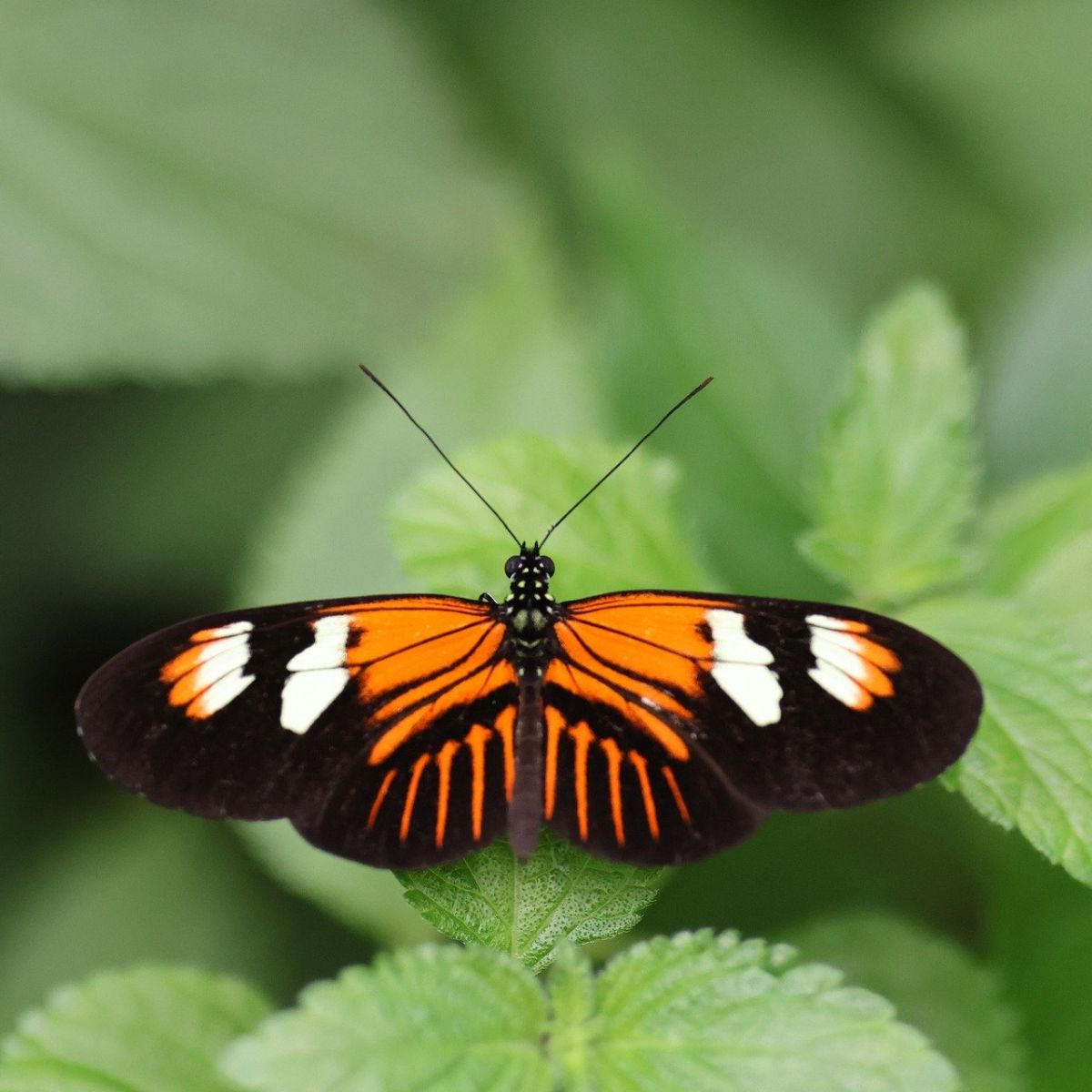 what does it mean when you see a black and orange butterfly