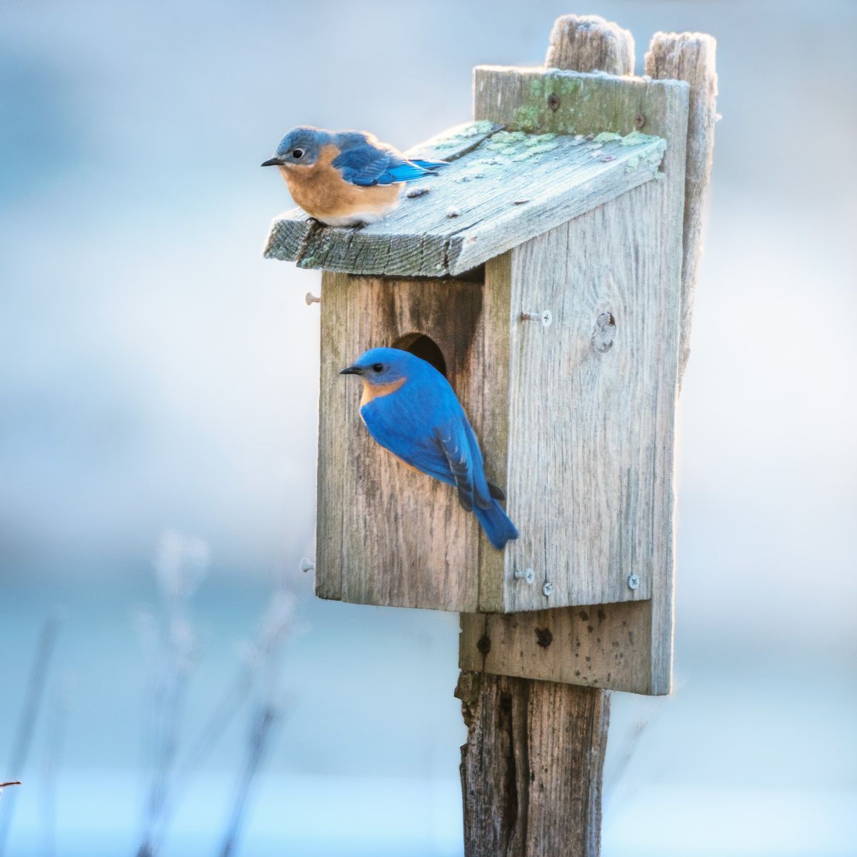 what does it mean when you see a bluebird