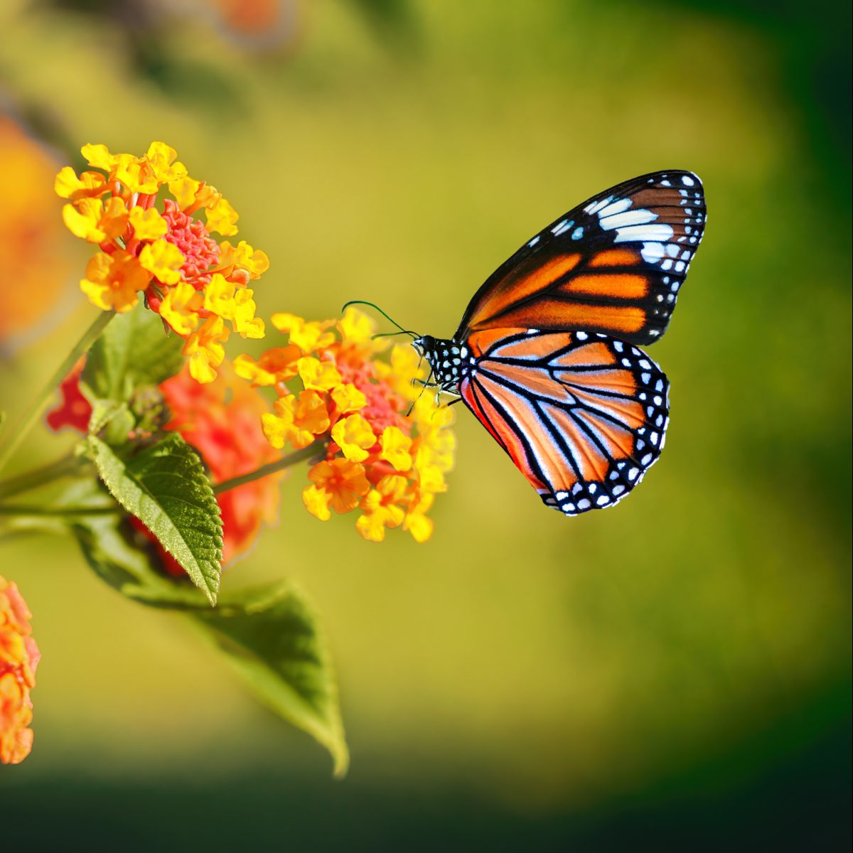 what does it mean when you see a orange and black butterfly