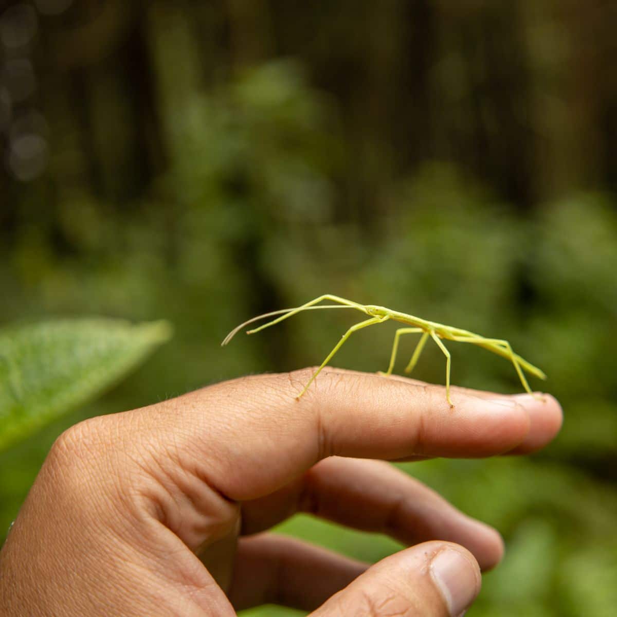 what does it mean when you see a walking stick bug