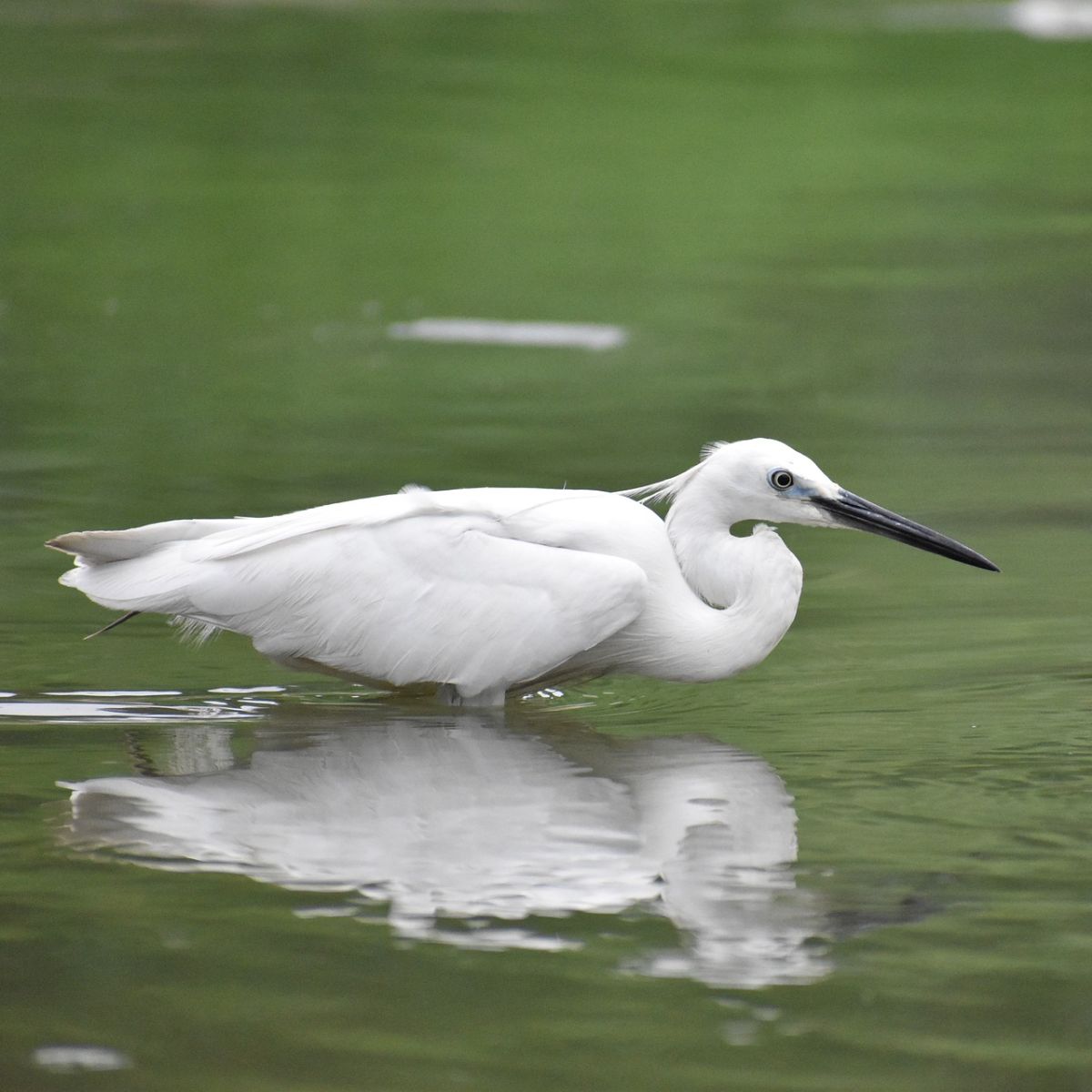 white crane meaning