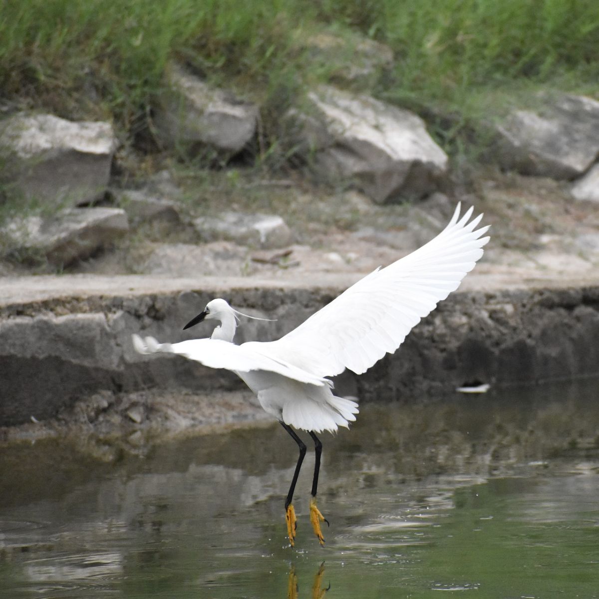 white crane symbolism