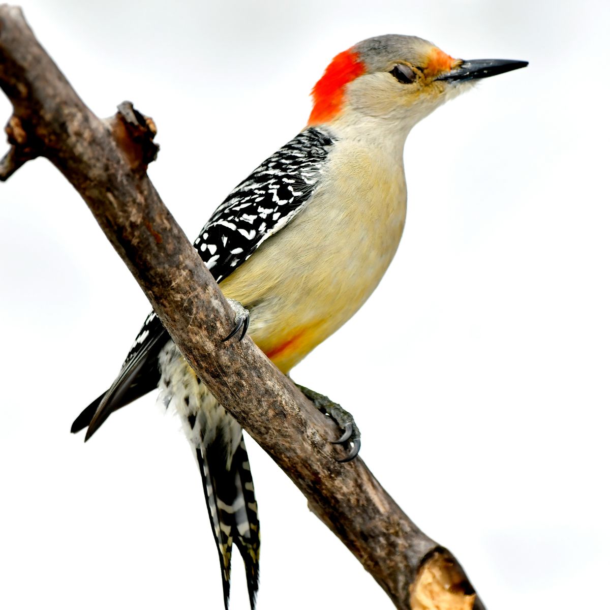 woodpecker spiritual meaning