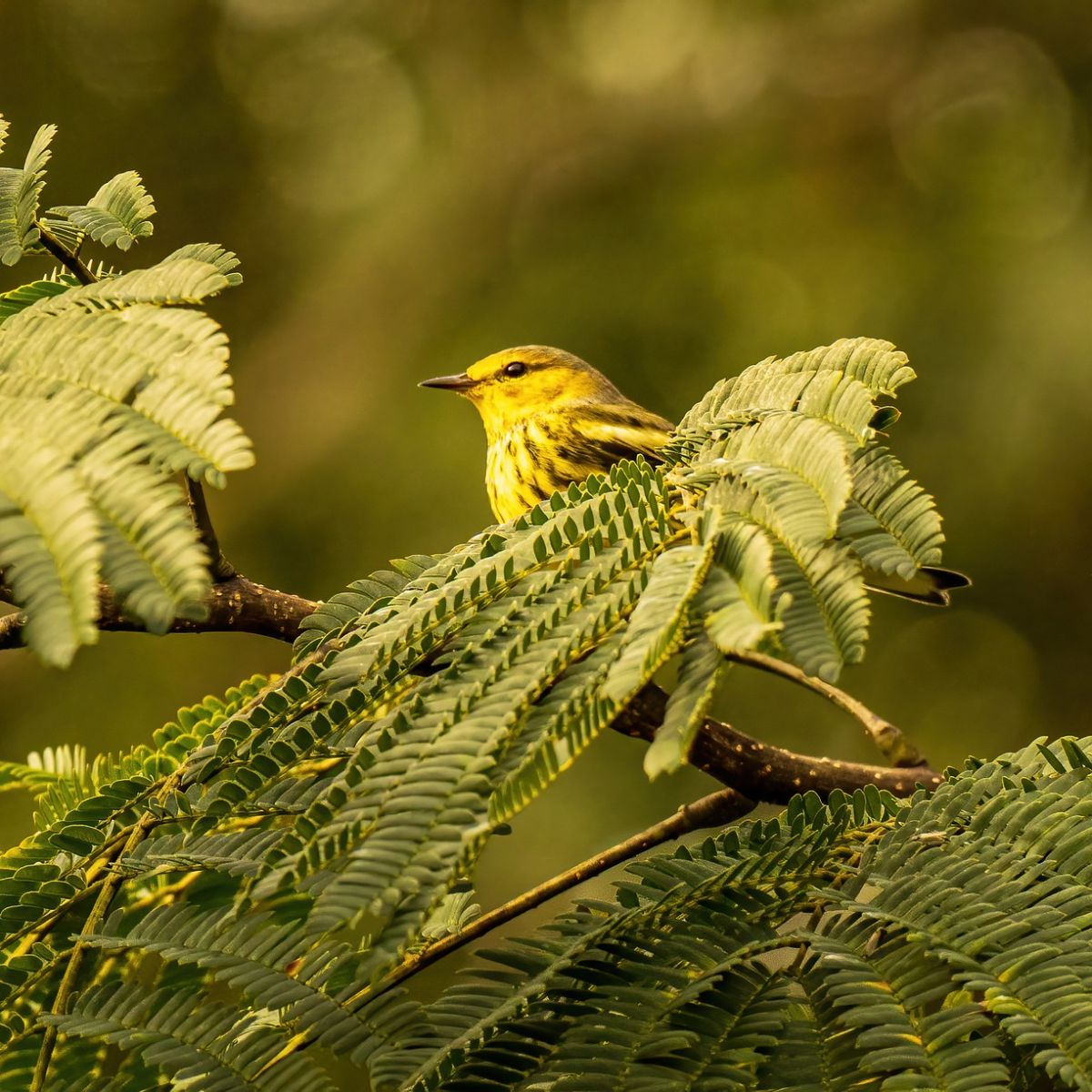 yellow rumped warbler spiritual meaning